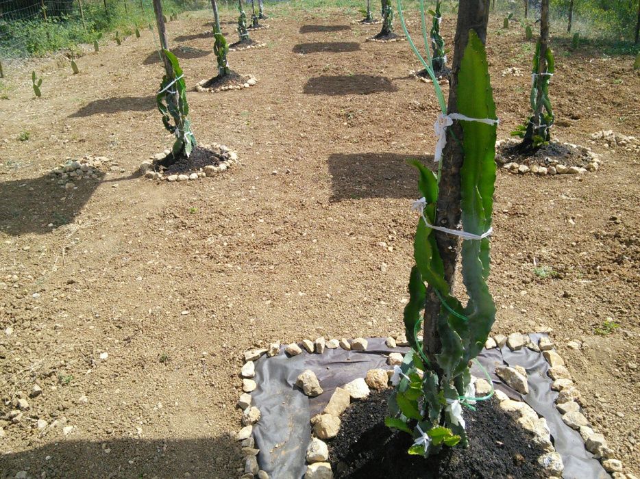 Vendo mudas/estacas de pitayas