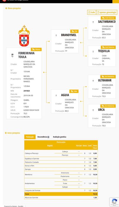 Égua lusitana pontuada