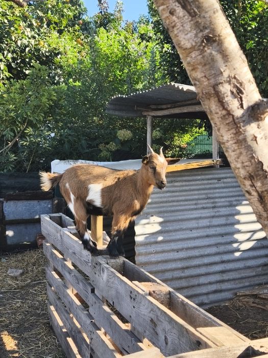 Cabras micro anãs