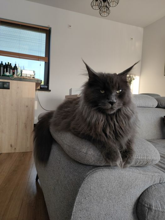 Kotka Maine coon