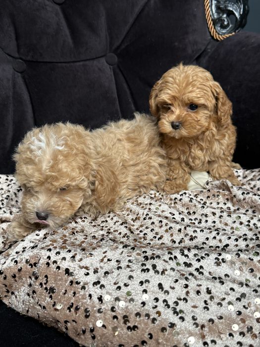 Цуценятка мальтіпу