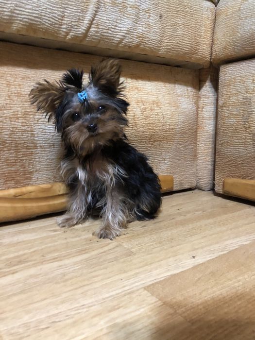 Продам мини Йорчиков