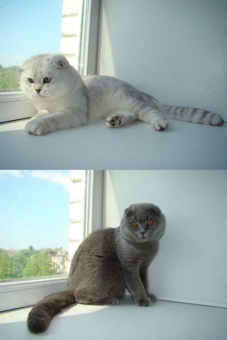 Вязка, Шотландских и Британских кошек.