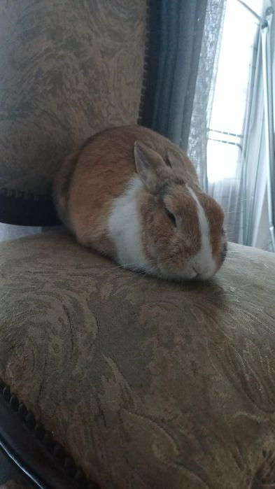 Doação de coelhinha anã