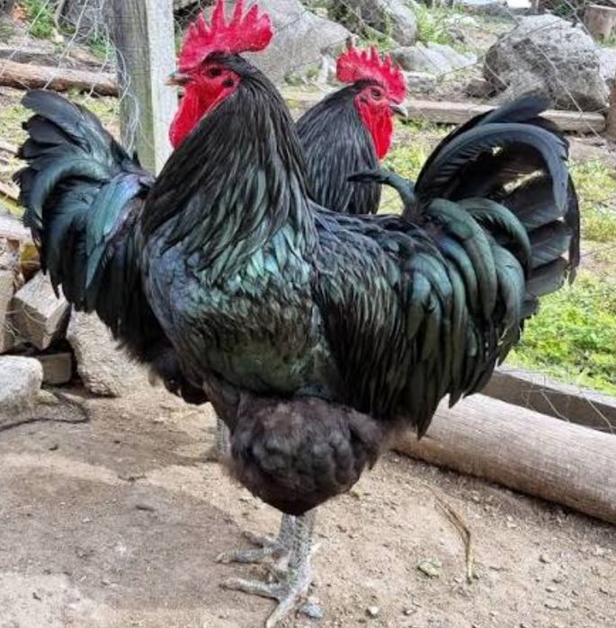 Jersey gigante negro/azul e Malines