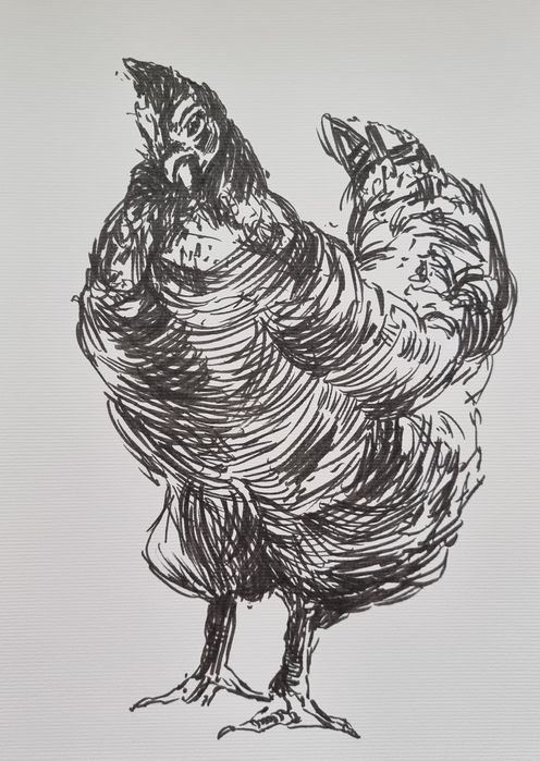 Grafika kogut, kura, na prezent obrazek obraz rysunek ołówek