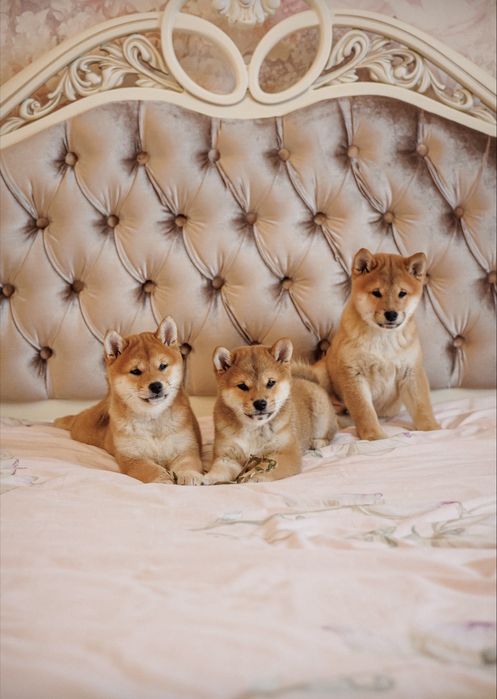Чарівний хлопчик Шиба Іну/ Сіба/ Shiba документи КСУ, вік 2,5 місяця.