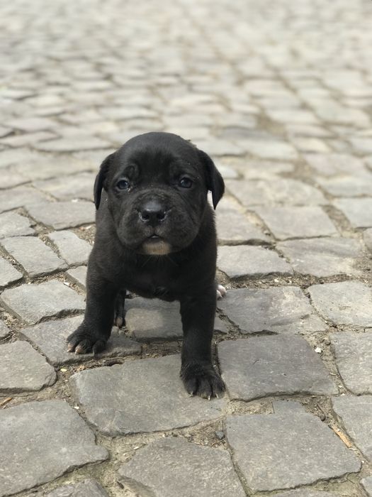 Кане корсо ( дівчатка та хлопчики )