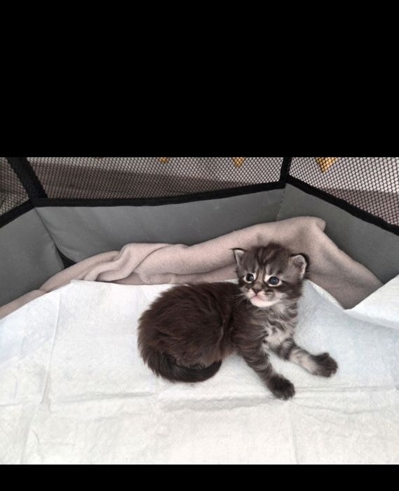 ZAREZERWOWANY. Maine Coon kocurek Boston