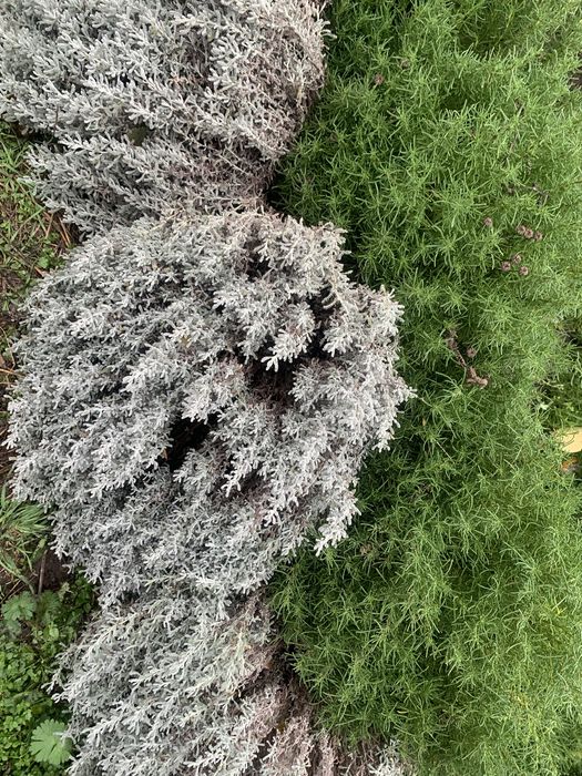 Сантоліна сиза і зелена