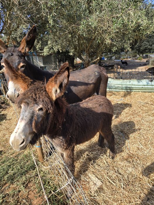 Burro cruzado de mirandês