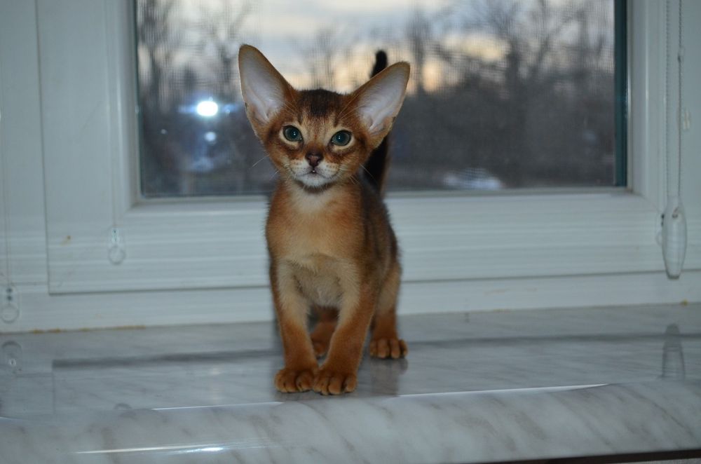 Абиссинский мальчик)