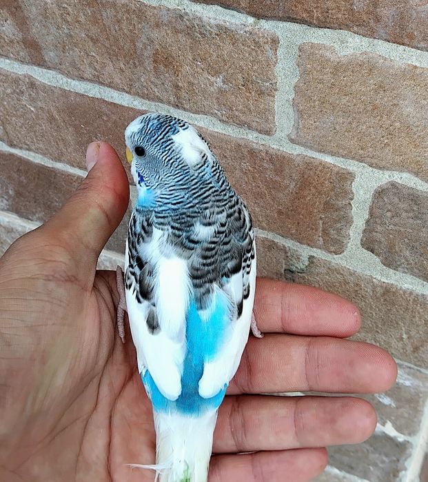 Vendo Piriquitos Australianos