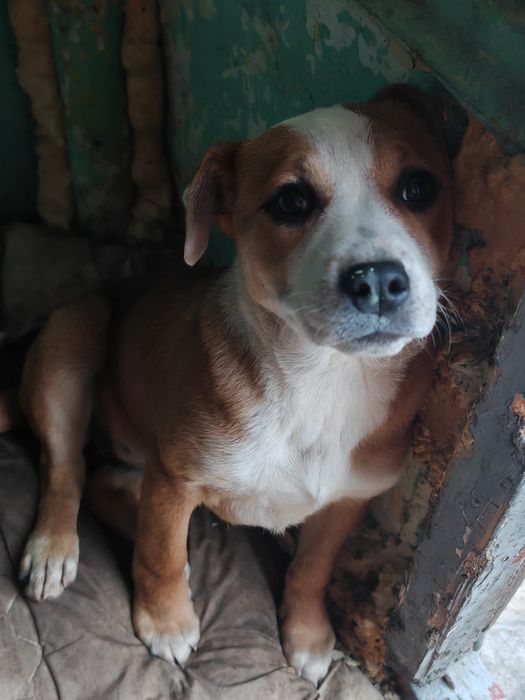 Oddam suczke mieszaniec amstaffa