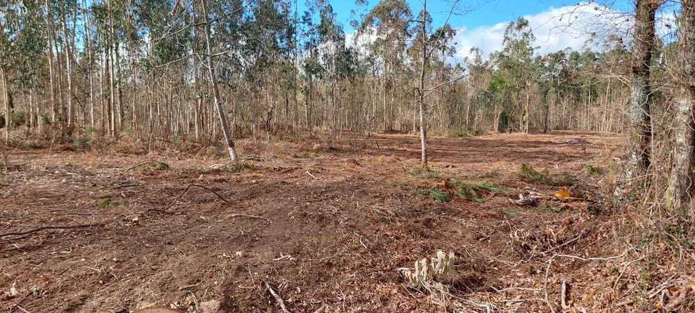 Terreno florestal em Subportela, Viana do Castelo
