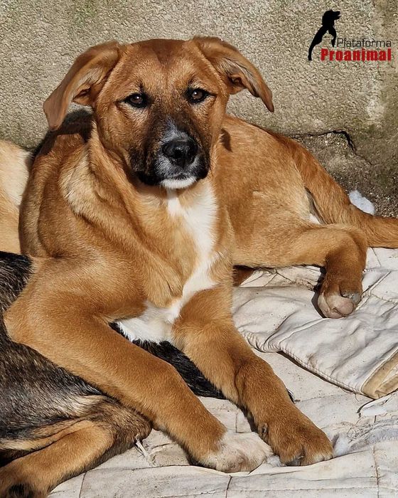 ANDIE - Cãozinho jovem para adoção!