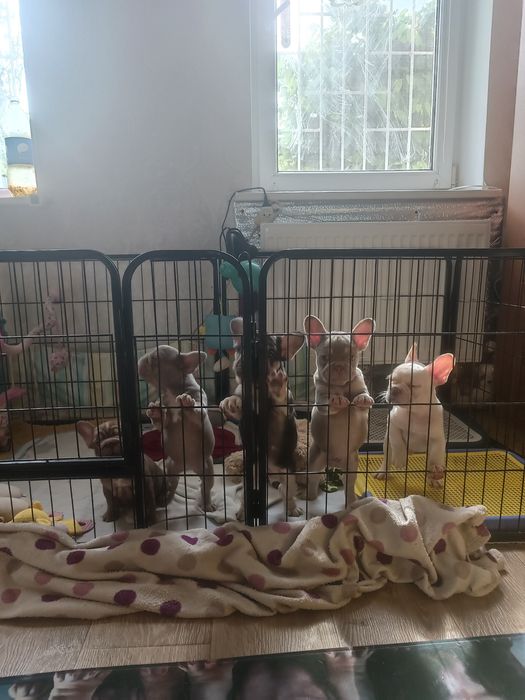 Є 4 вільних хлопчика і одна дівчинка