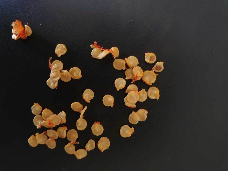 Carolina Reaper- Fruto Fresco; Semente