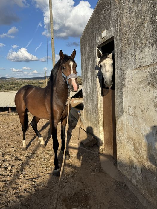 Cavalo Lusitano