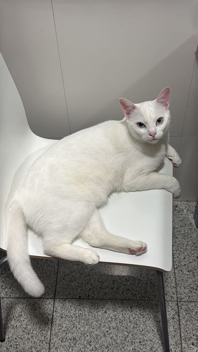 Gato branco super meigo para adopção