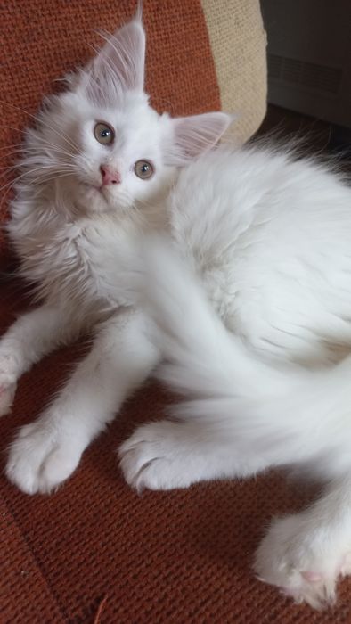 Kocurek Maine Coon WCF