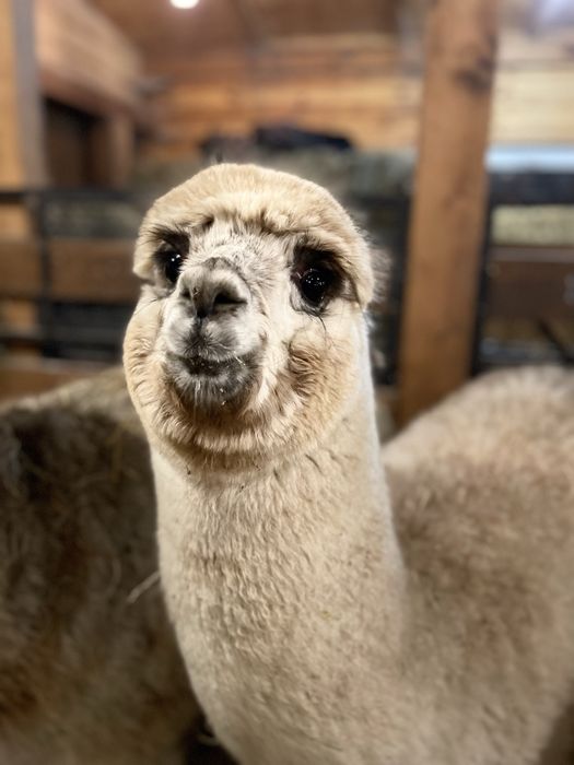 Alpaki samiczki i samce Appaloosa i Grey