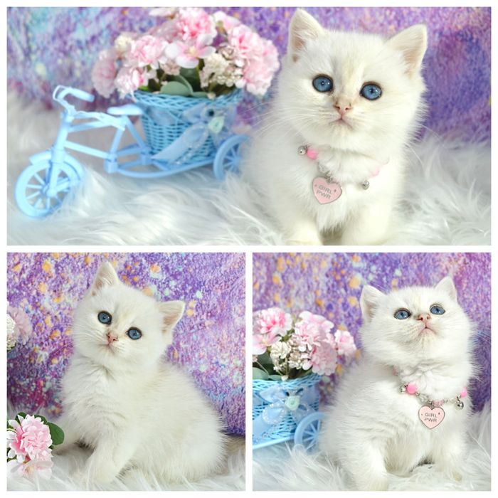 Британская золотая шиншилла поинт