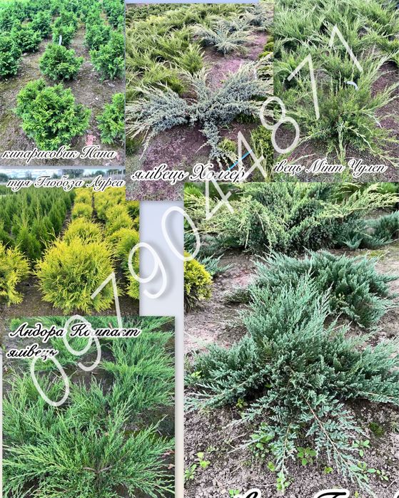 Туя Смарагд : 0.7м до 3м.+  Ялини.Ялівці . Кіпариси