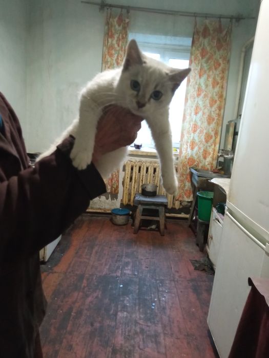 Котята сельской кошки