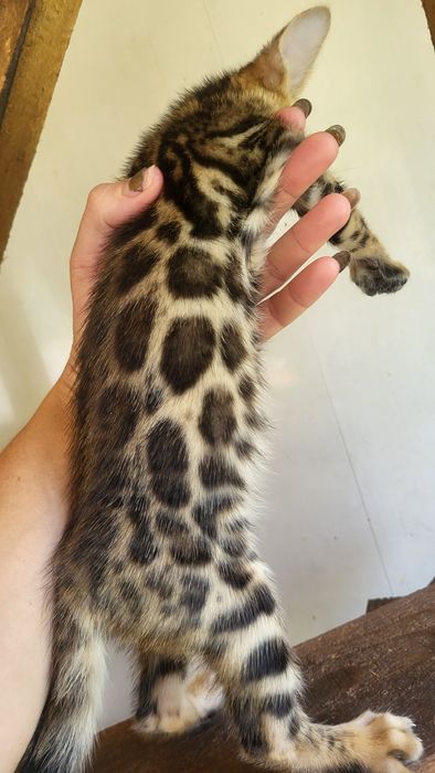 Бенгалы от клубных родителей.