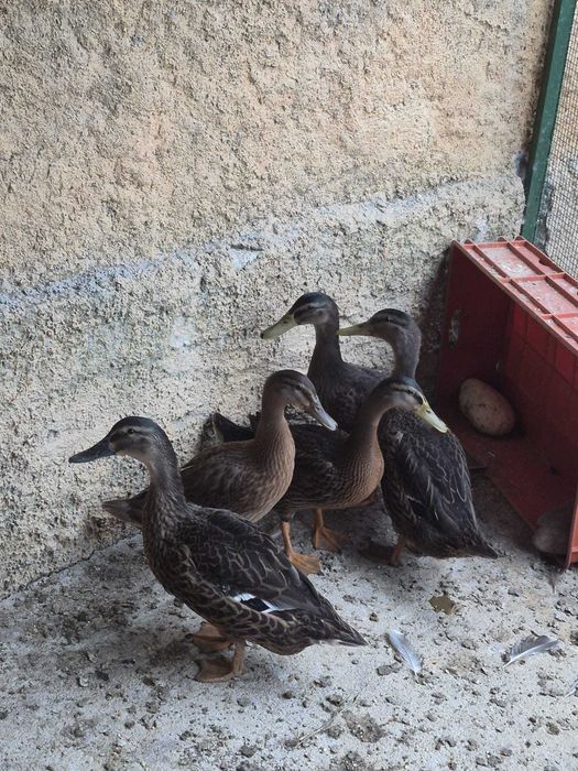 Patos Reais fêmeas
