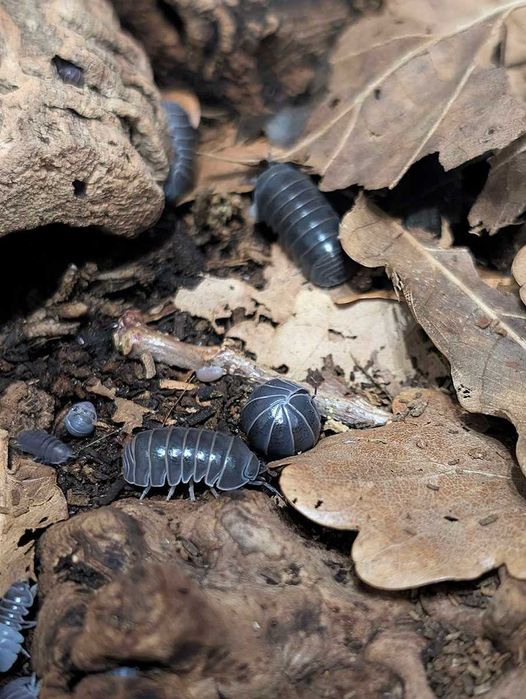 Armadillo officinalis isopody izopody kulanki