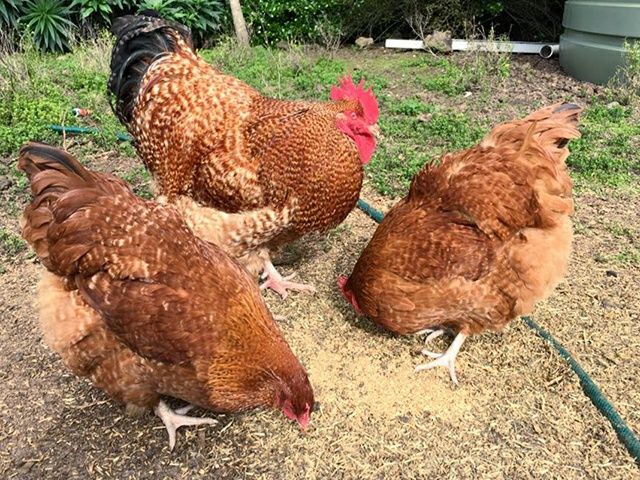 Інкубаційне яйце. Курчата, Орпінгтон лавандовий, червоний, смугастий.