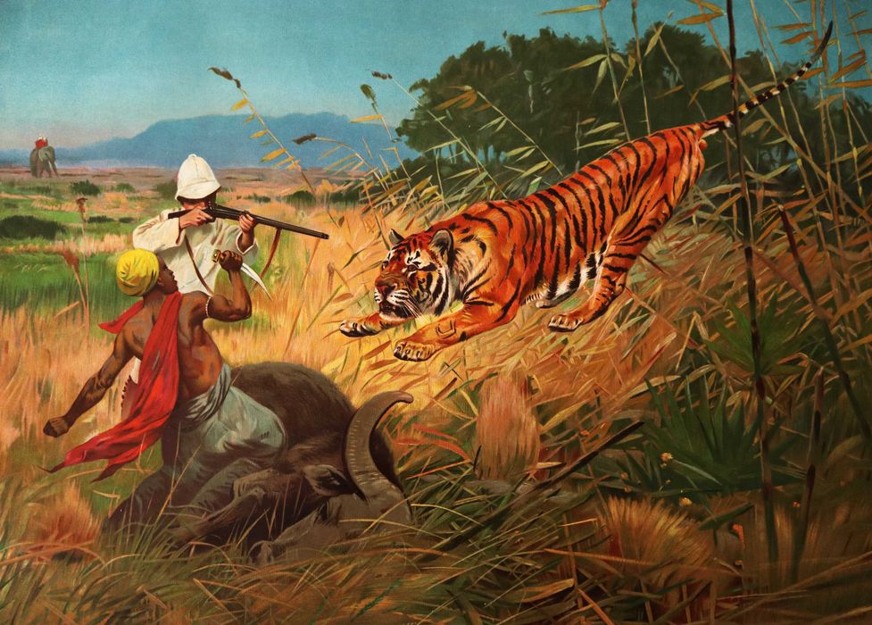Caça Ataque de um Tigre, grande cromolitografia 1885 T. Breitwieser