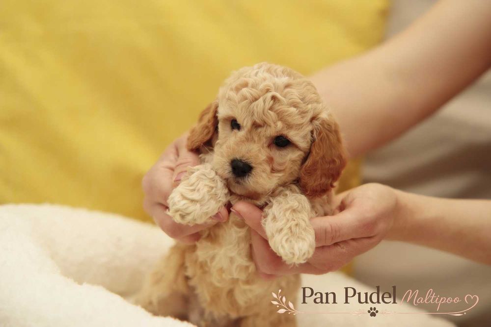 Maltipoo F1b Kochany Piesek Beżowy Biszkoptowy Urocze Loczki Już Odbiór