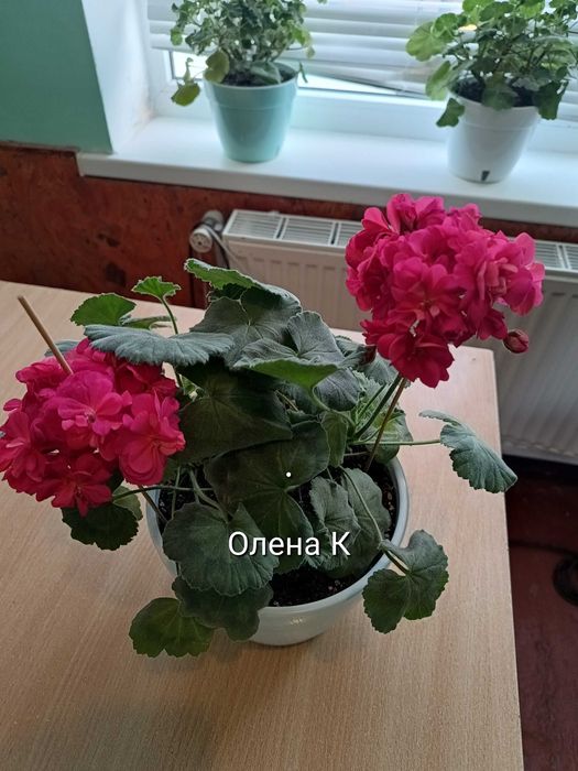 Пеларгонія ТА Шахерезада