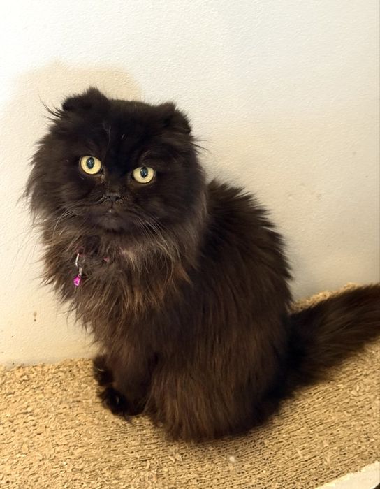 Киця пухнаста стерилізована