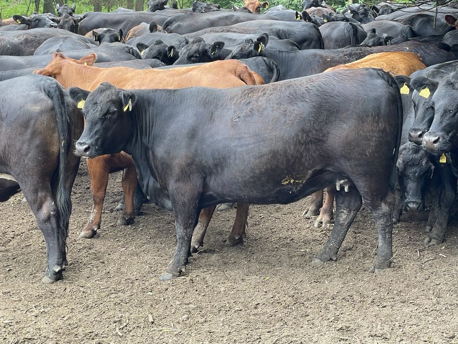 Jałówki i młode byczki rasy Angus na sprzedaż