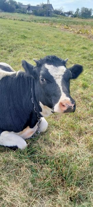 Продам залучену тилицю