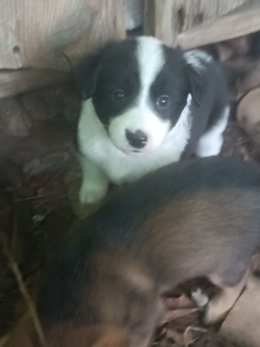 Цуценята кумедні ,гарні