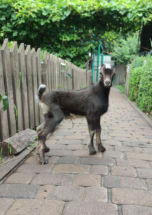 Козочка ламанчі коротковушка