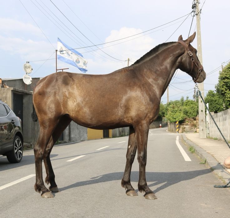 Poldra lusitana preta 2 anos