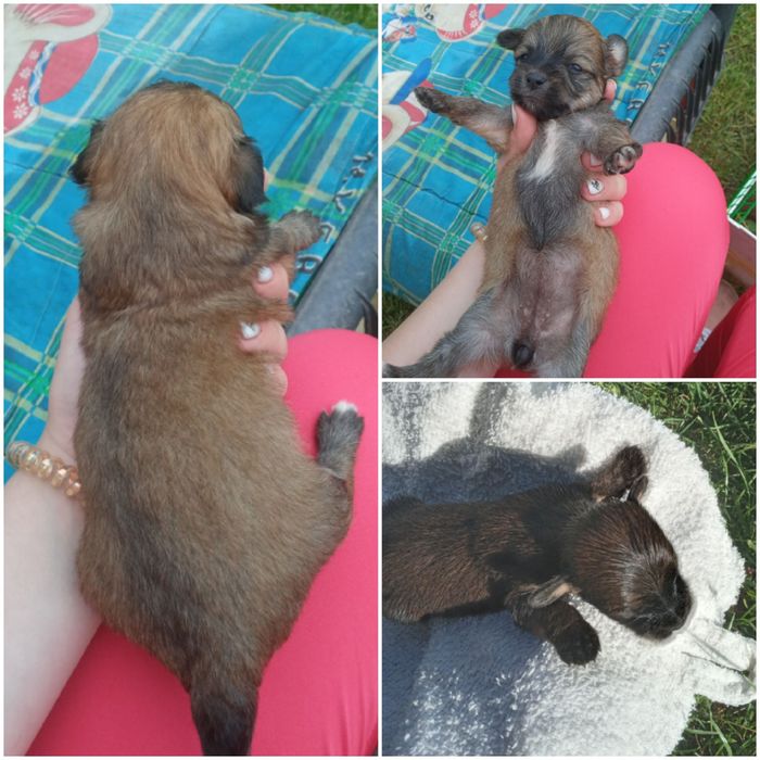 Продам собаку дівчинку