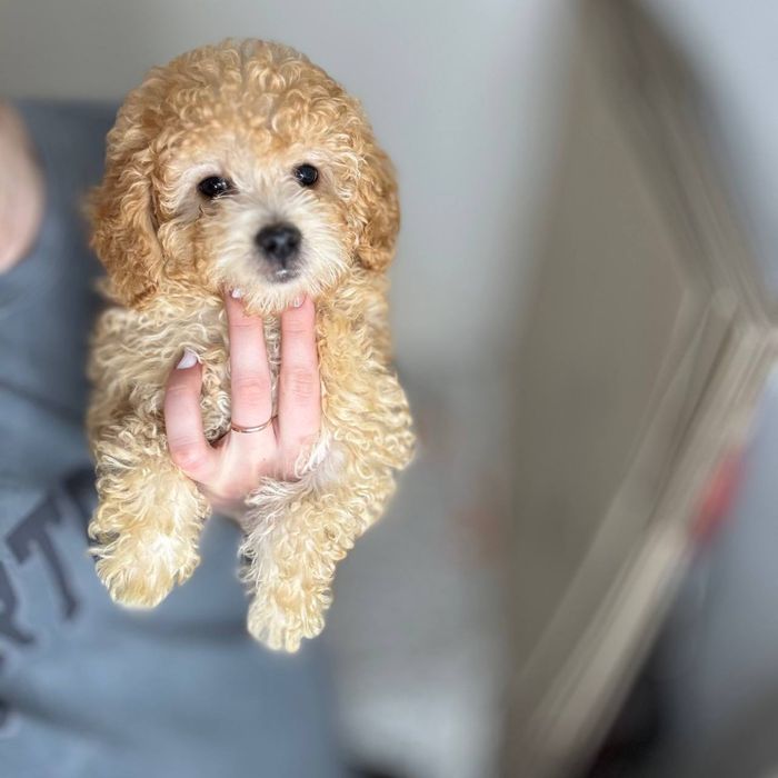 Мальтиау кукольный малыш