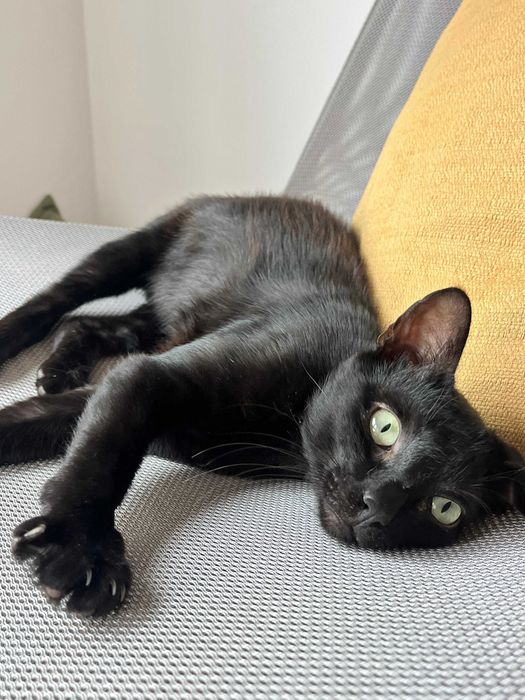 SuLari Petsitting, Pet Walking & Hospedagem