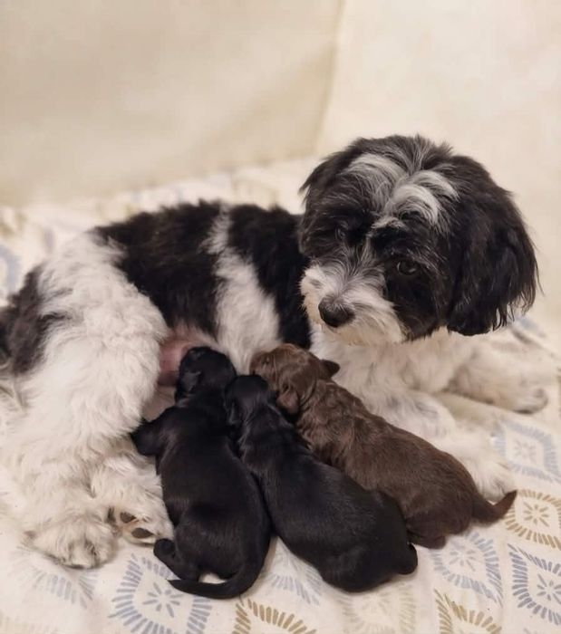 Yorkipoo małe ślicznoty