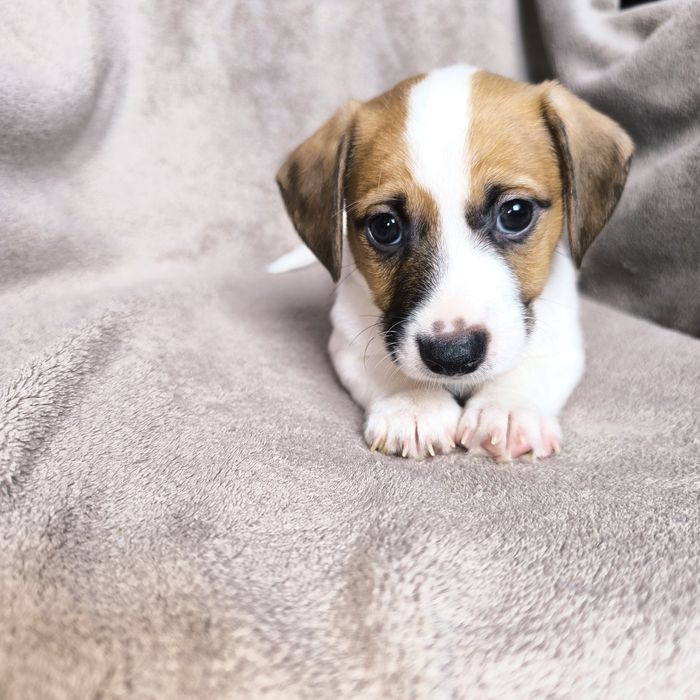 Хлопчик Джек Рассел