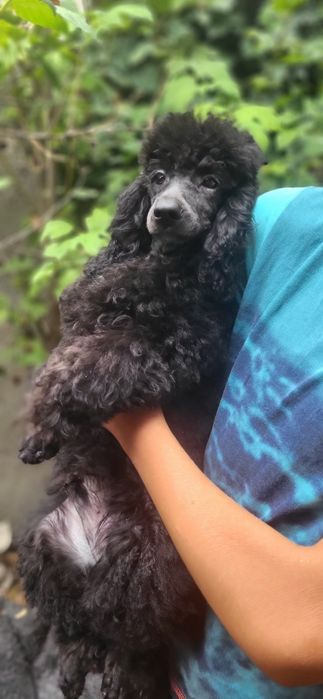 Продаются щенки Той Пудель