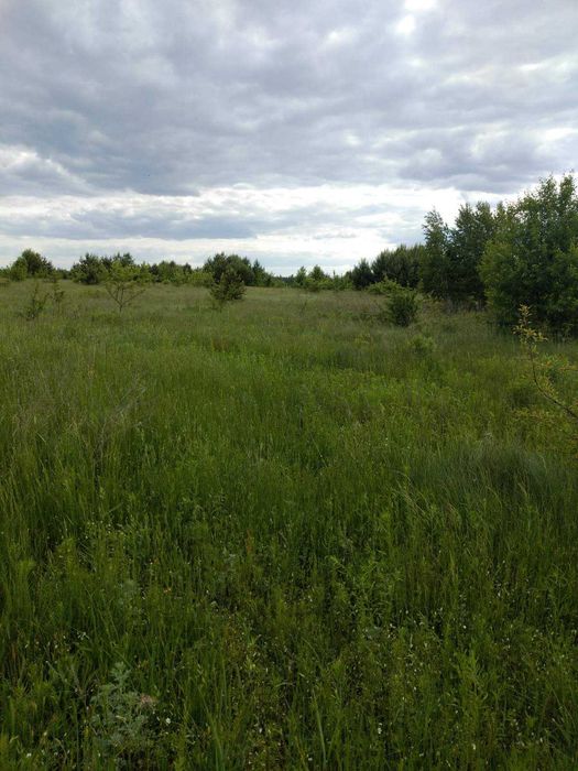 Вища Дубечня, 2 га, ОСГ.  Гарне місце