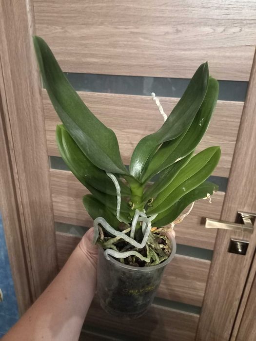 Биг Лип "Поцелуй" орхидея дешево 500 грн